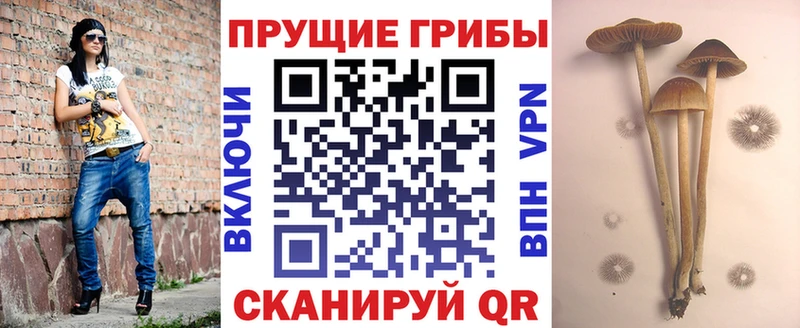 Галлюциногенные грибы Psilocybe  Михайлов 